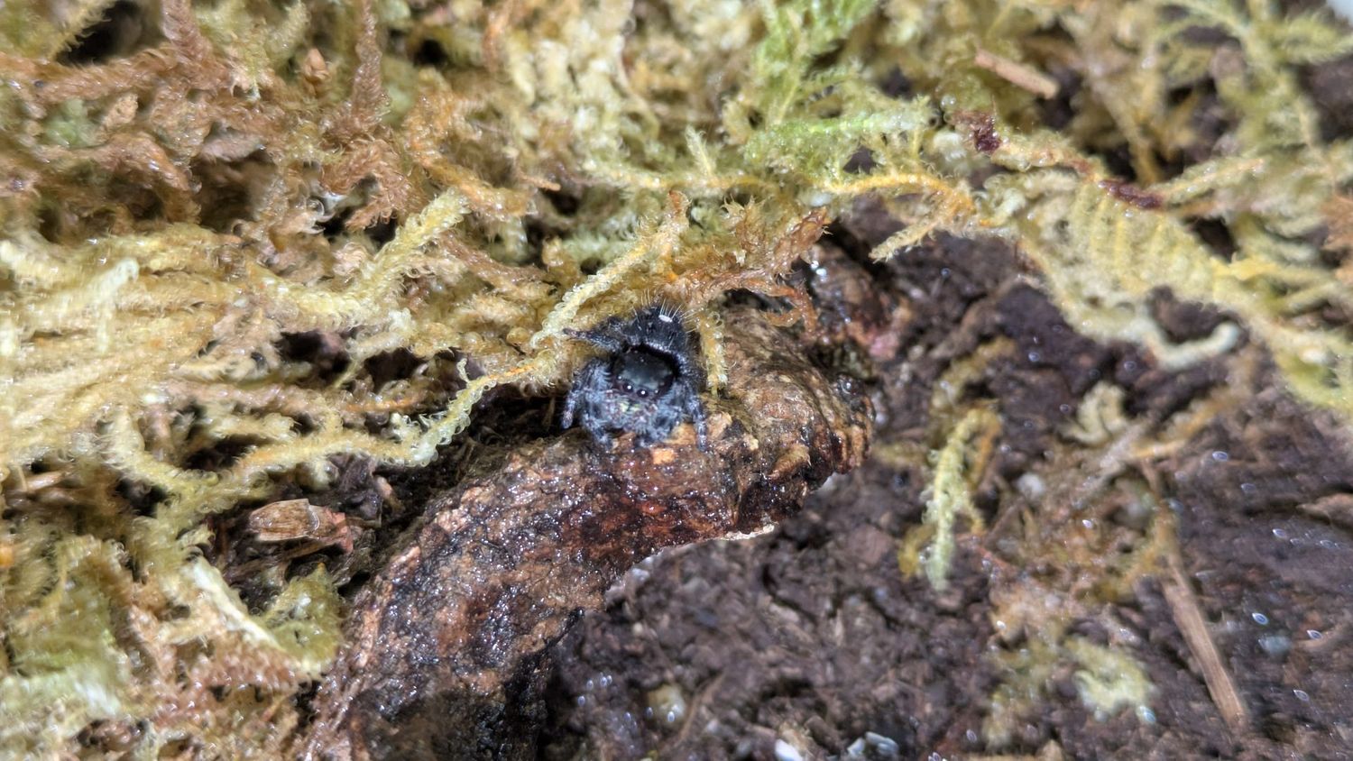 Phidippus borealis Sub Adult Boreal Tufted Jumper