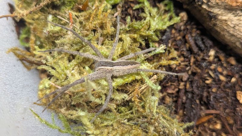 Pisaurina mira 1/2-3/4" Nursery web spider
