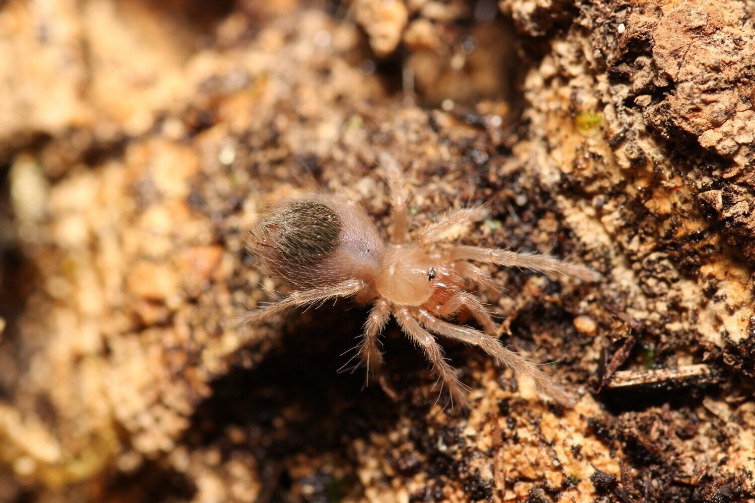 Brachypelma albiceps 1/4" Mexican golden red rump
