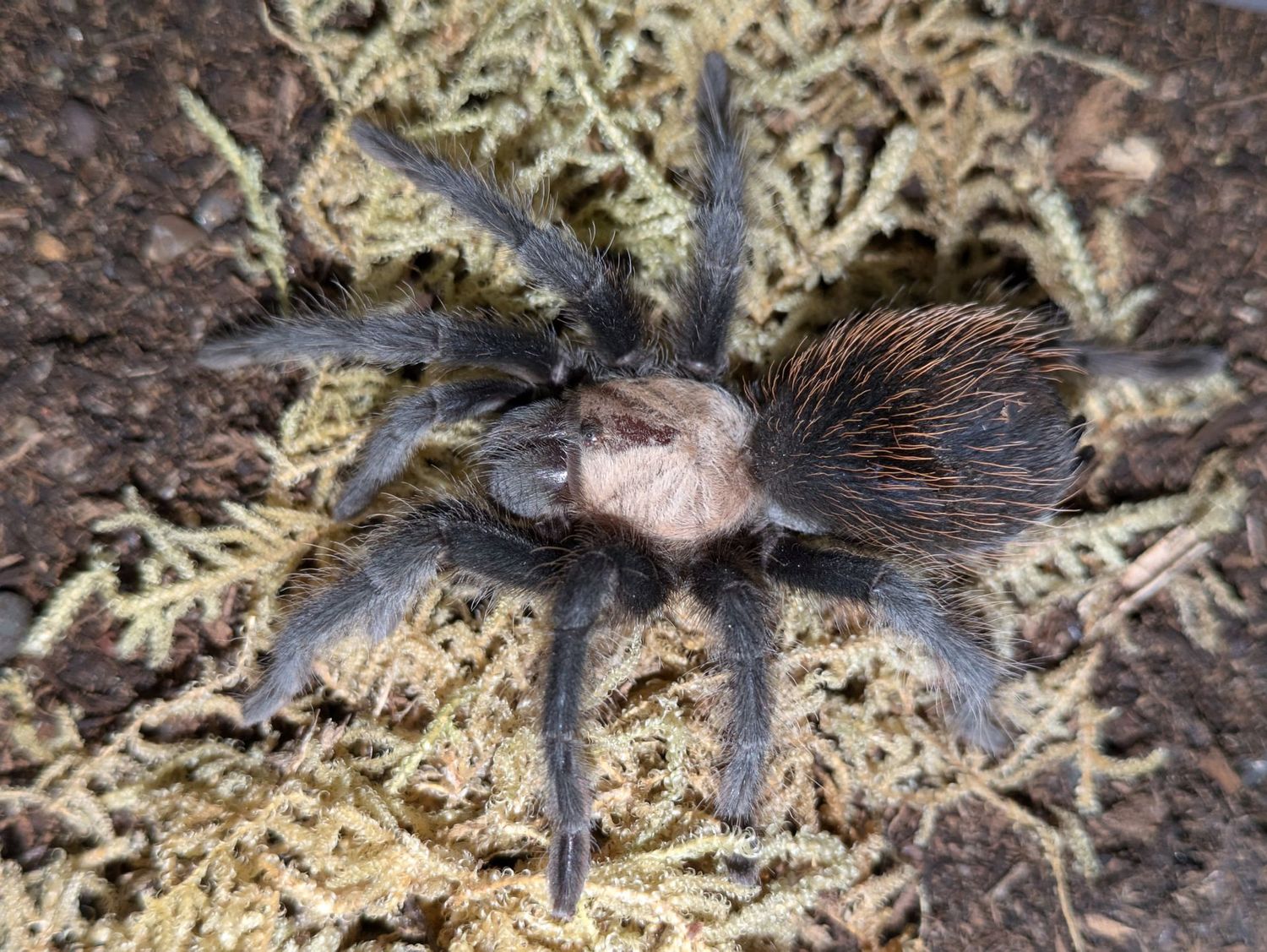 Brachypelma albiceps 1/4" Mexican golden red rump