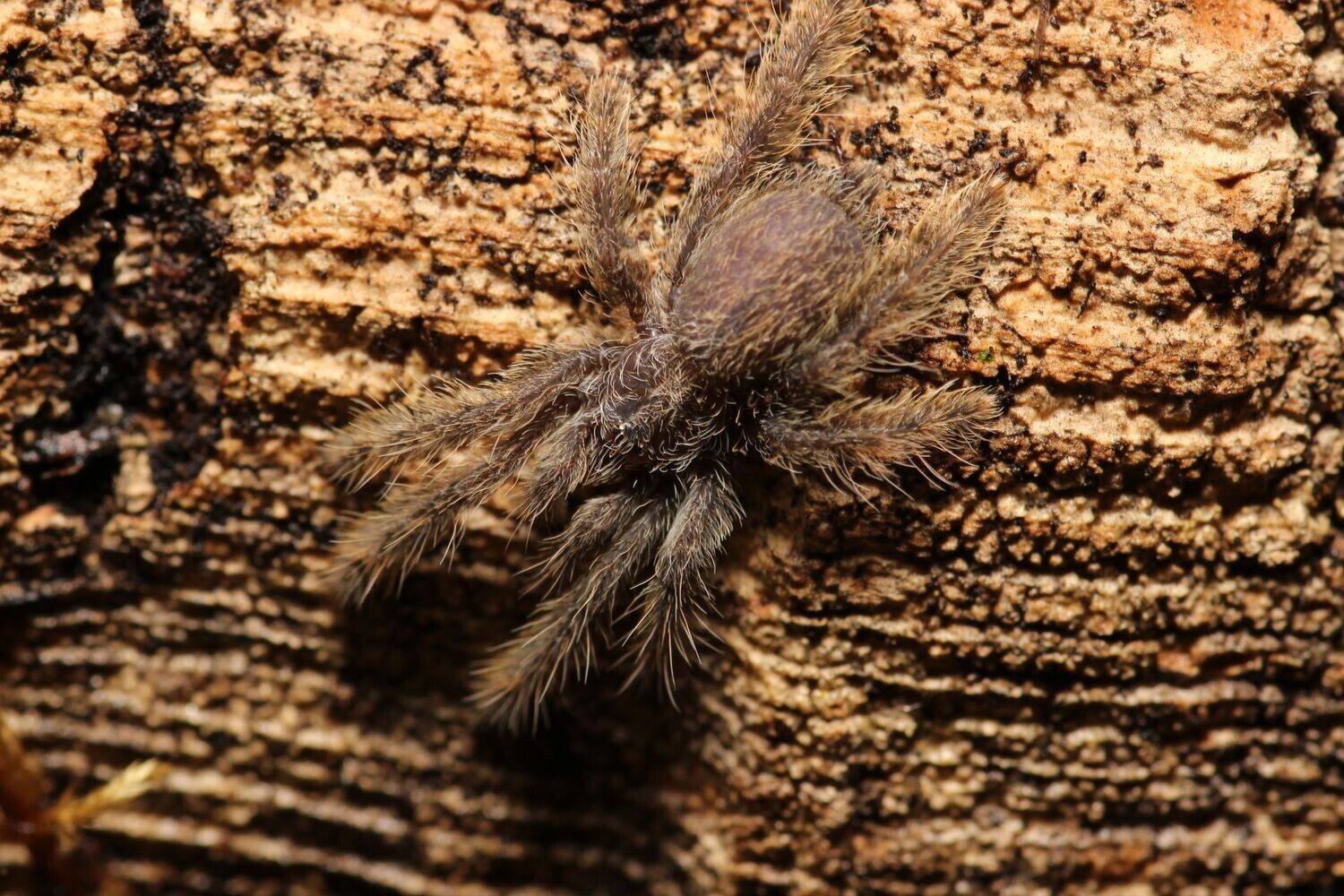 Stromatopelma calceatum 1"Featherleg Baboon