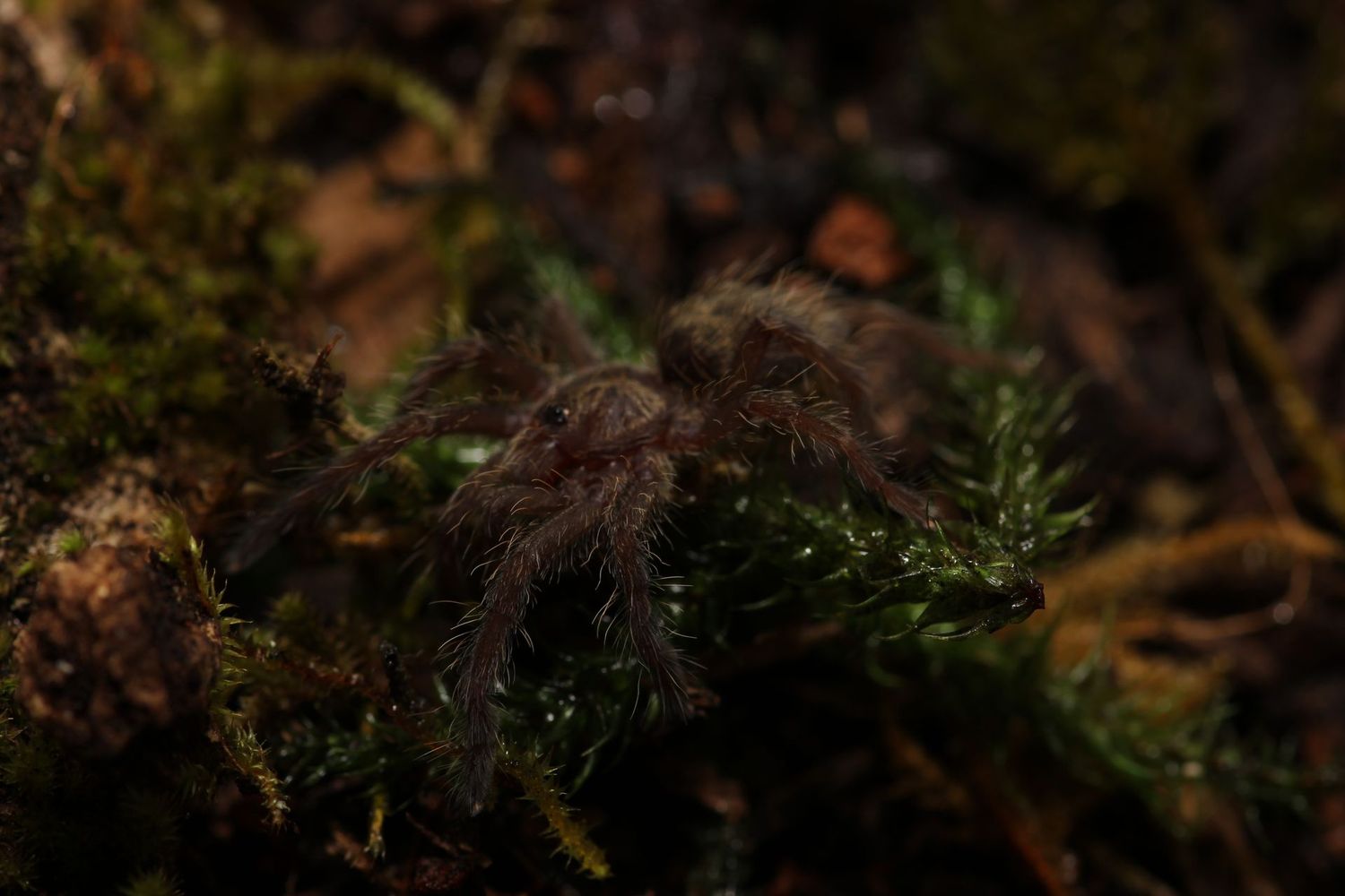 Ceratogyrus darlingi 1/2" Rear Horned Baboon