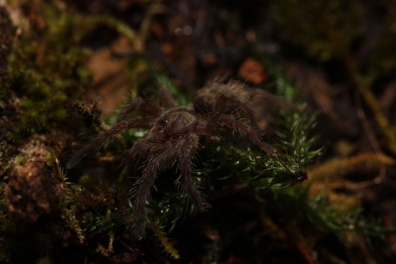 Ceratogyrus darlingi 1/2" Rear Horned Baboon