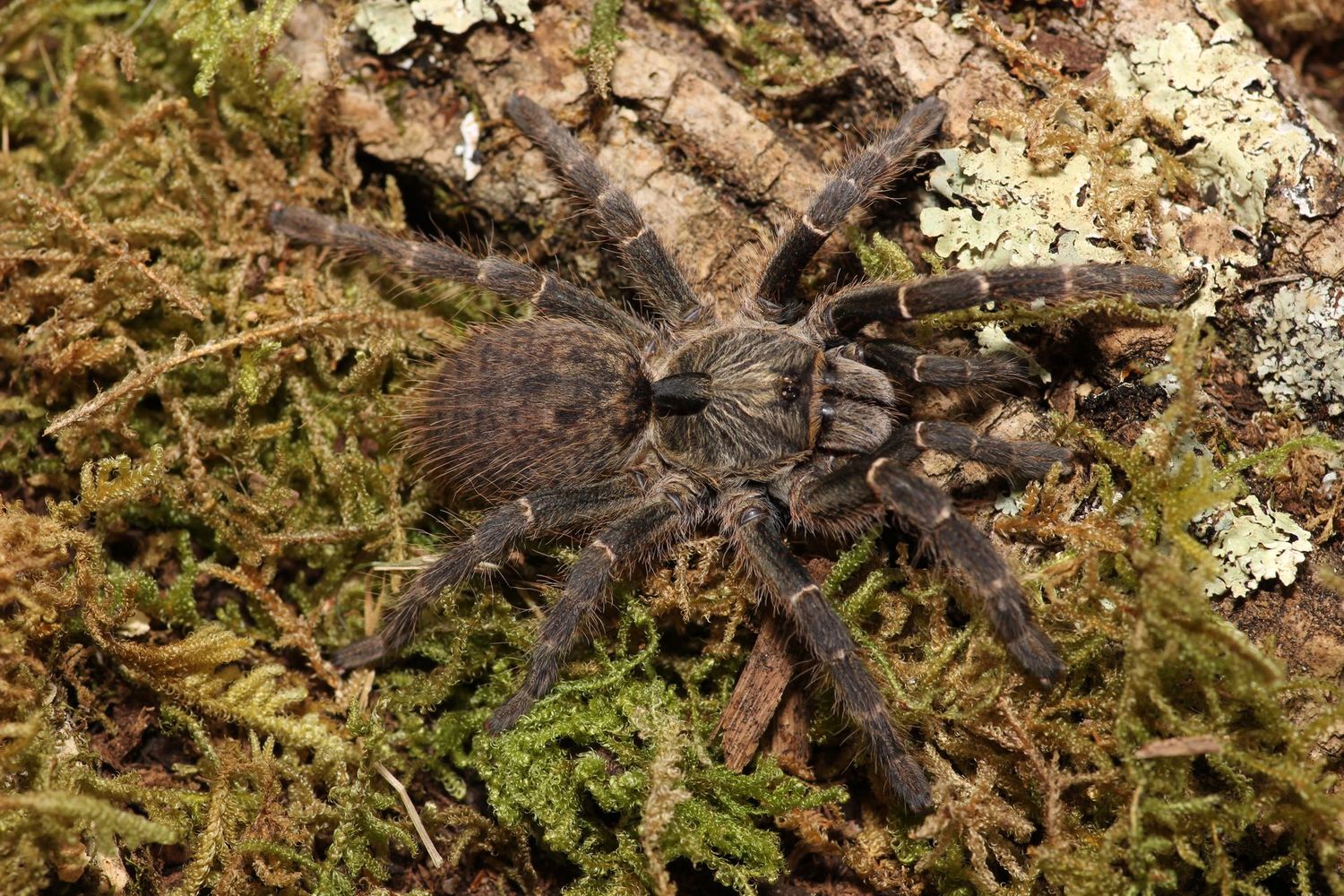 Ceratogyrus darlingi 3/4" Rear Horned Baboon