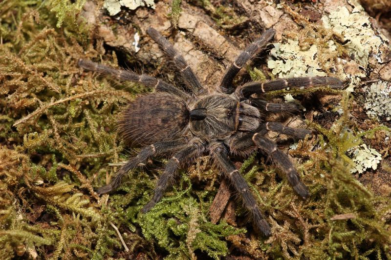 Ceratogyrus darlingi 3/4" Rear Horned Baboon