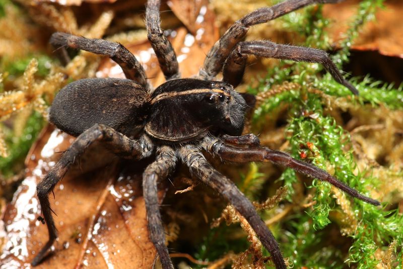 Tigrosa georgicola 1" Tiger/Giant wolf spider