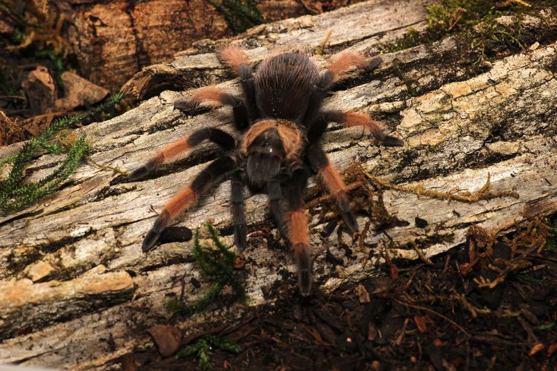 Brachypelma emelia 1/4"Mexican red leg