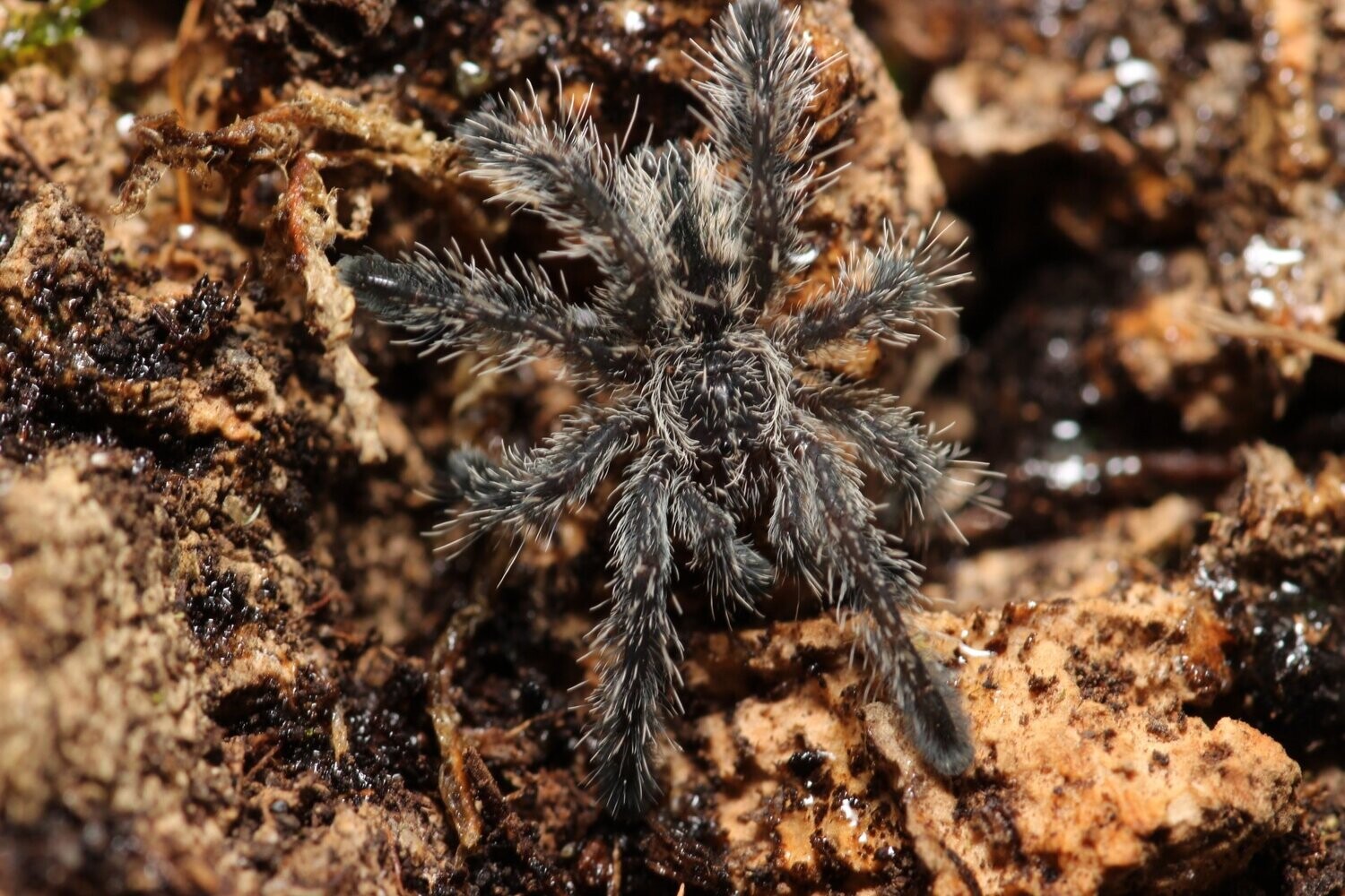 Avicularia purpurea 1/2"Purple pink toe