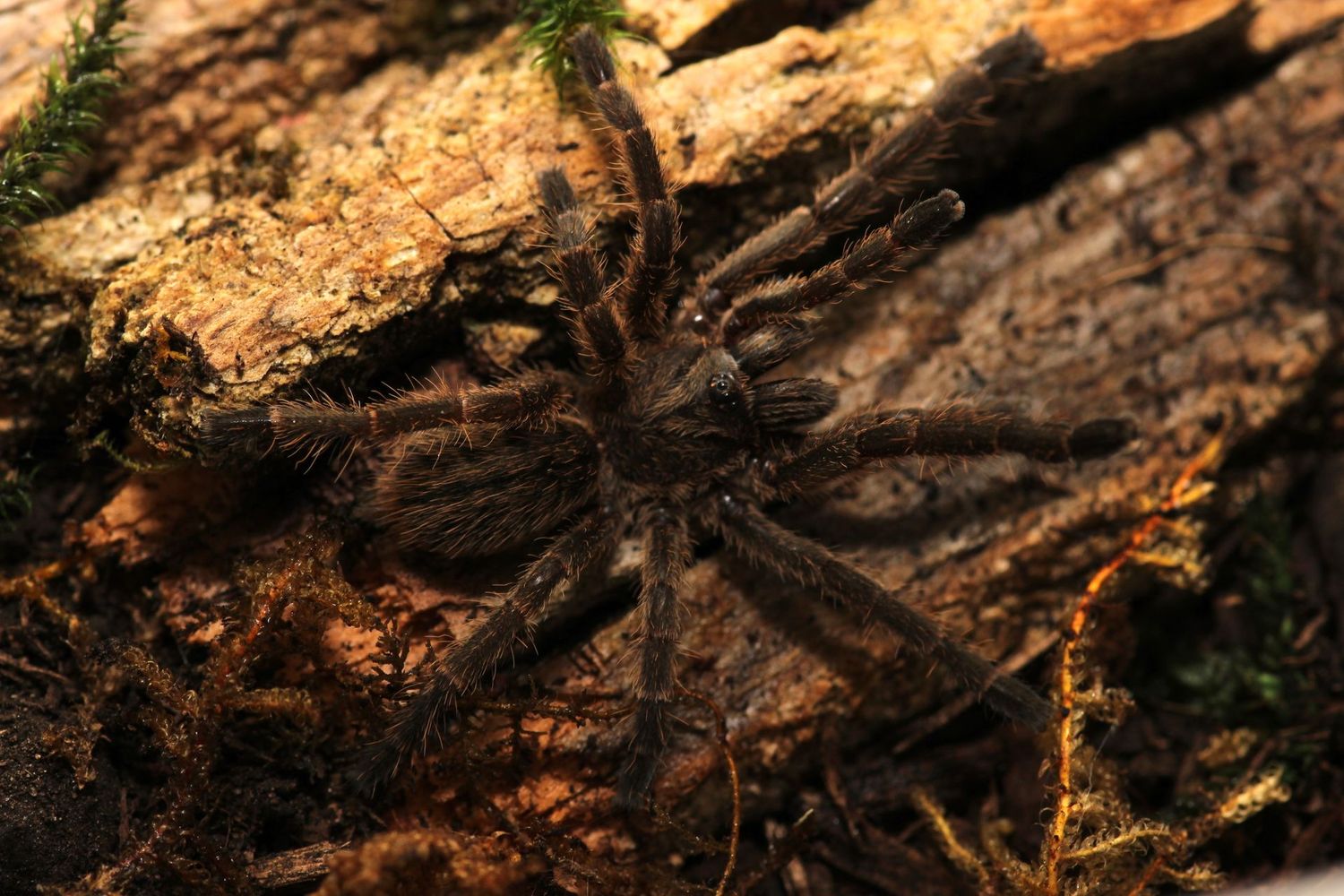 Cyriopagopus vonvirthi 1/2" Thai earthtiger