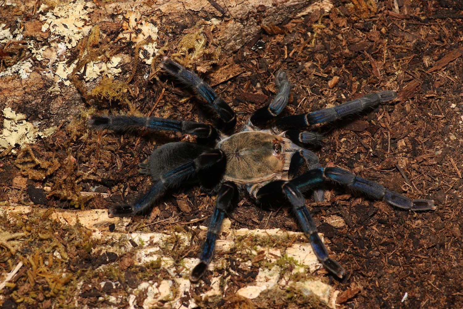 Melopoeus lividus ex cyriopagopus 1/2" Cobalt blue