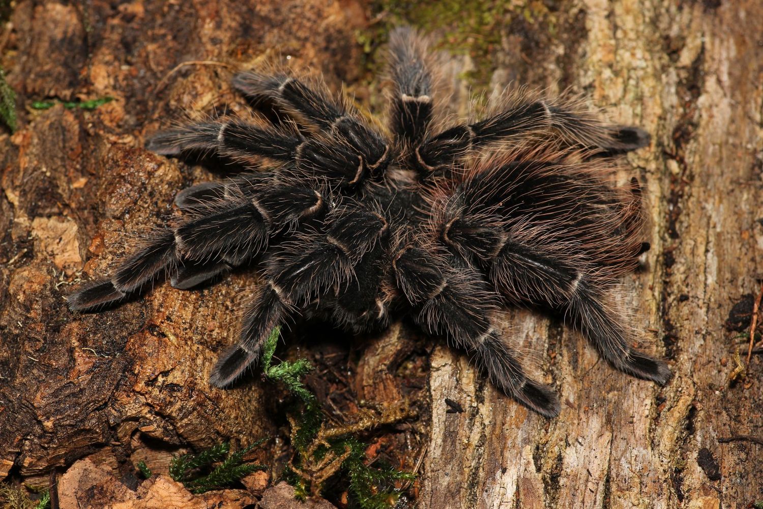 Lasiodora parahybana 1/4-1/2" Salmon pink birdeater