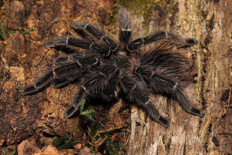 Lasiodora parahybana 1/4-1/2" Salmon pink birdeater