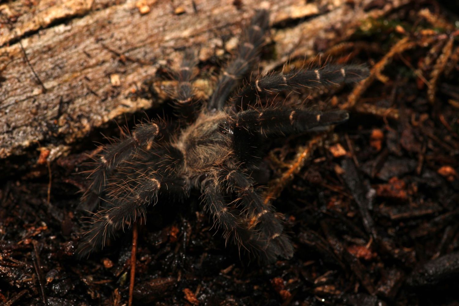 Melopoeus albostriatus "Nahkon Ratchasima" ex cyriopagopus 1/2" Thai zebra
