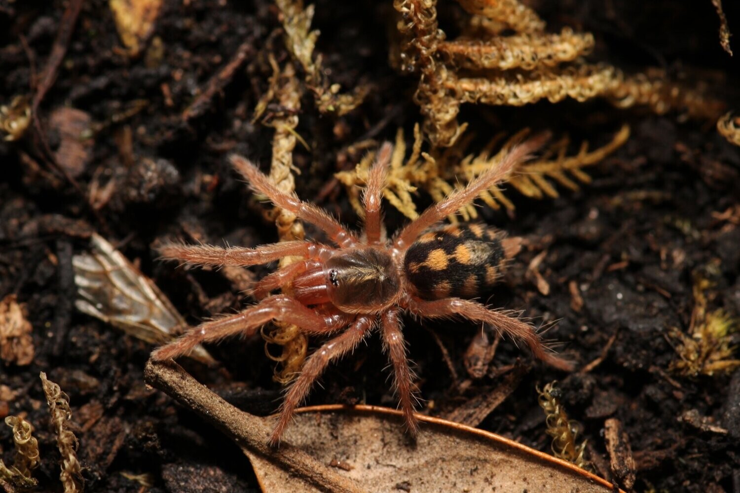 Hapalopus formosus 1/4"Pumpkin patch