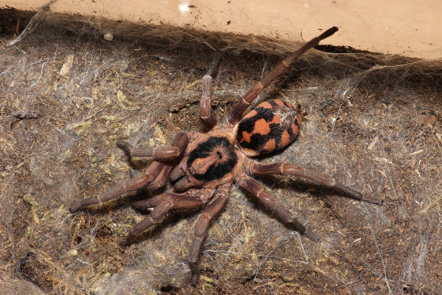 Hapalopus formosus 1/4"Pumpkin patch