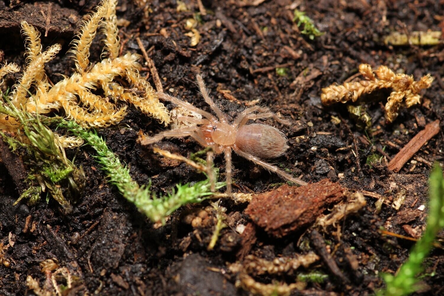 Lasiocyano sazimai 1/2" Brazilian blue
