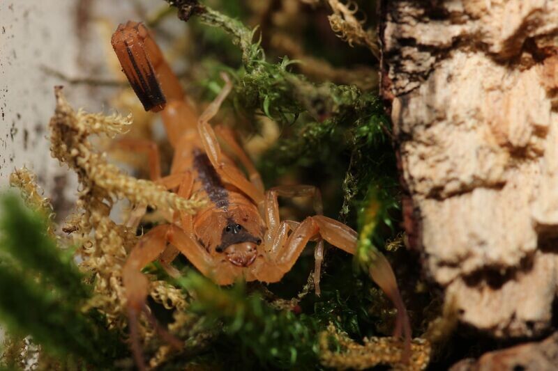 Tityus stigmurus 2-3i Brazilian scorpion