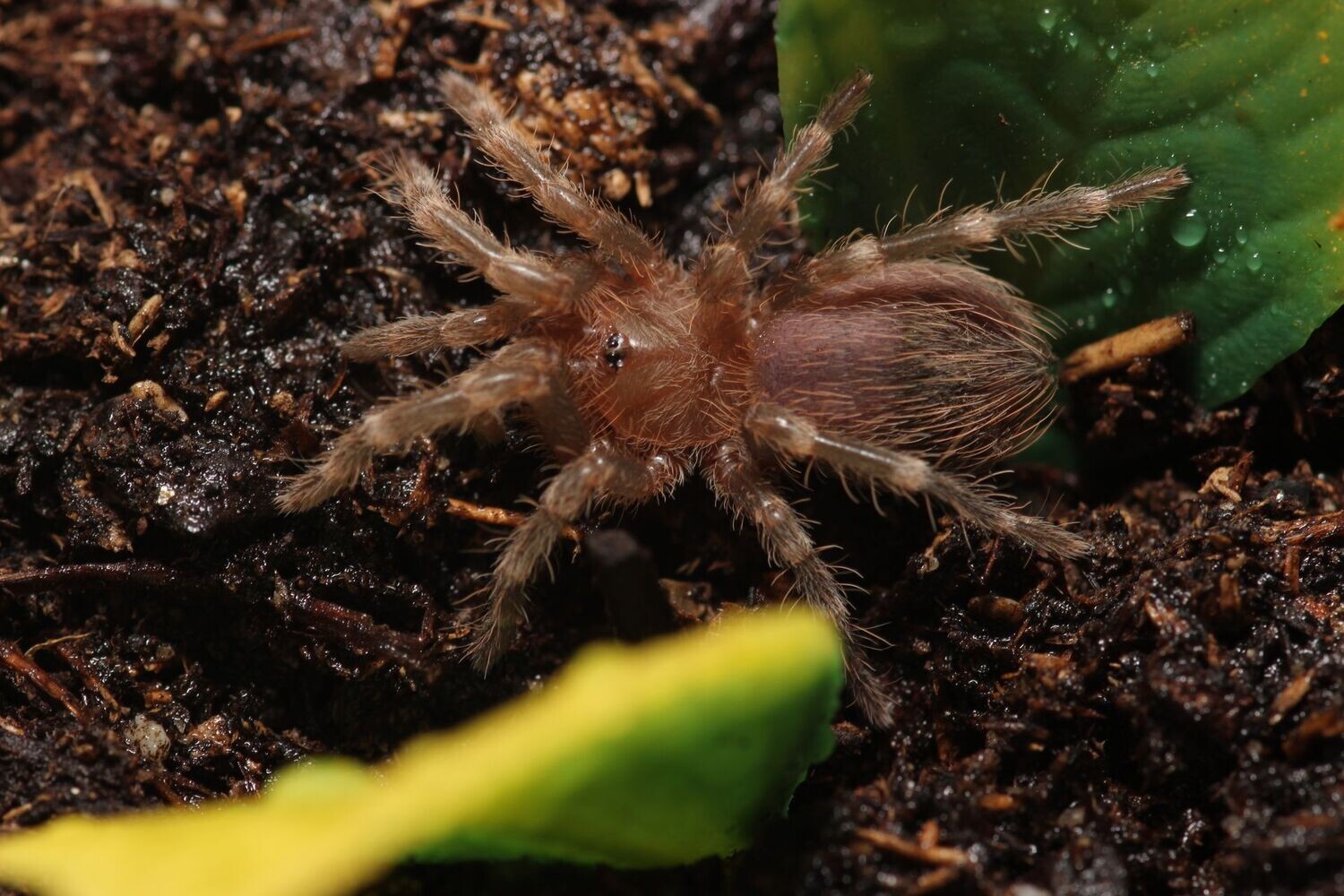 Acanthoscurria geniculata 1/4" Giant white knee