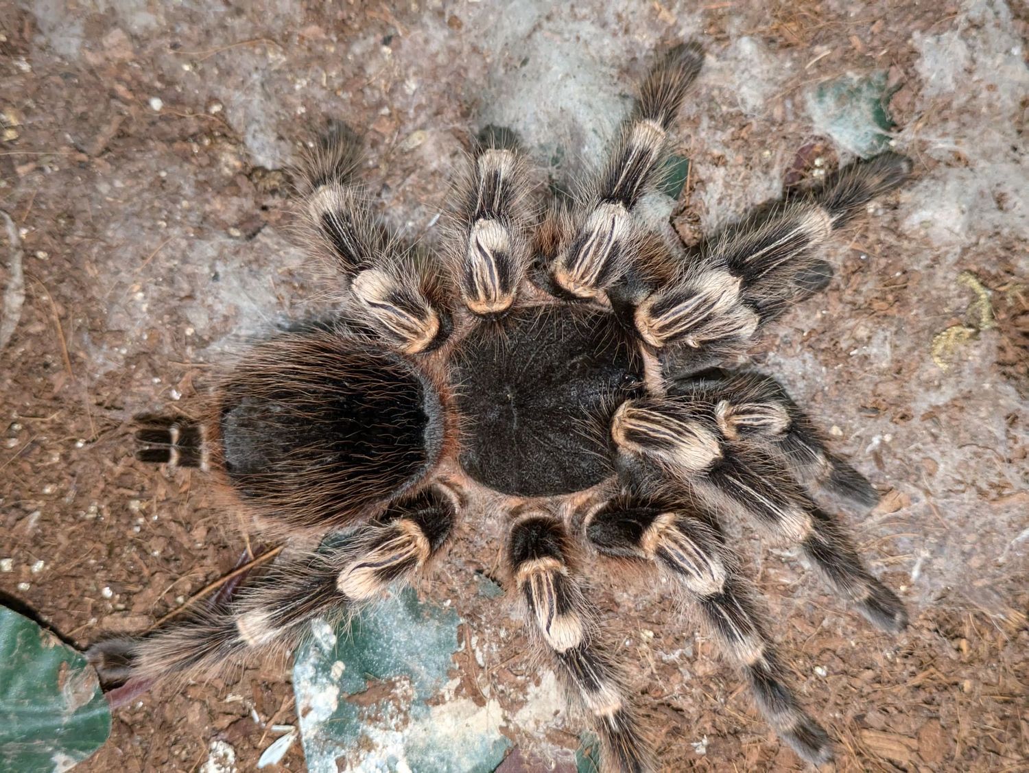 Acanthoscurria geniculata 1/4" Giant white knee