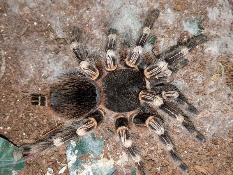 Acanthoscurria geniculata 1/4" Giant white knee
