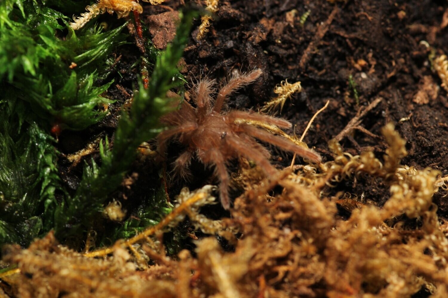 Heteroscodra maculata 1/2" Togo starburst
