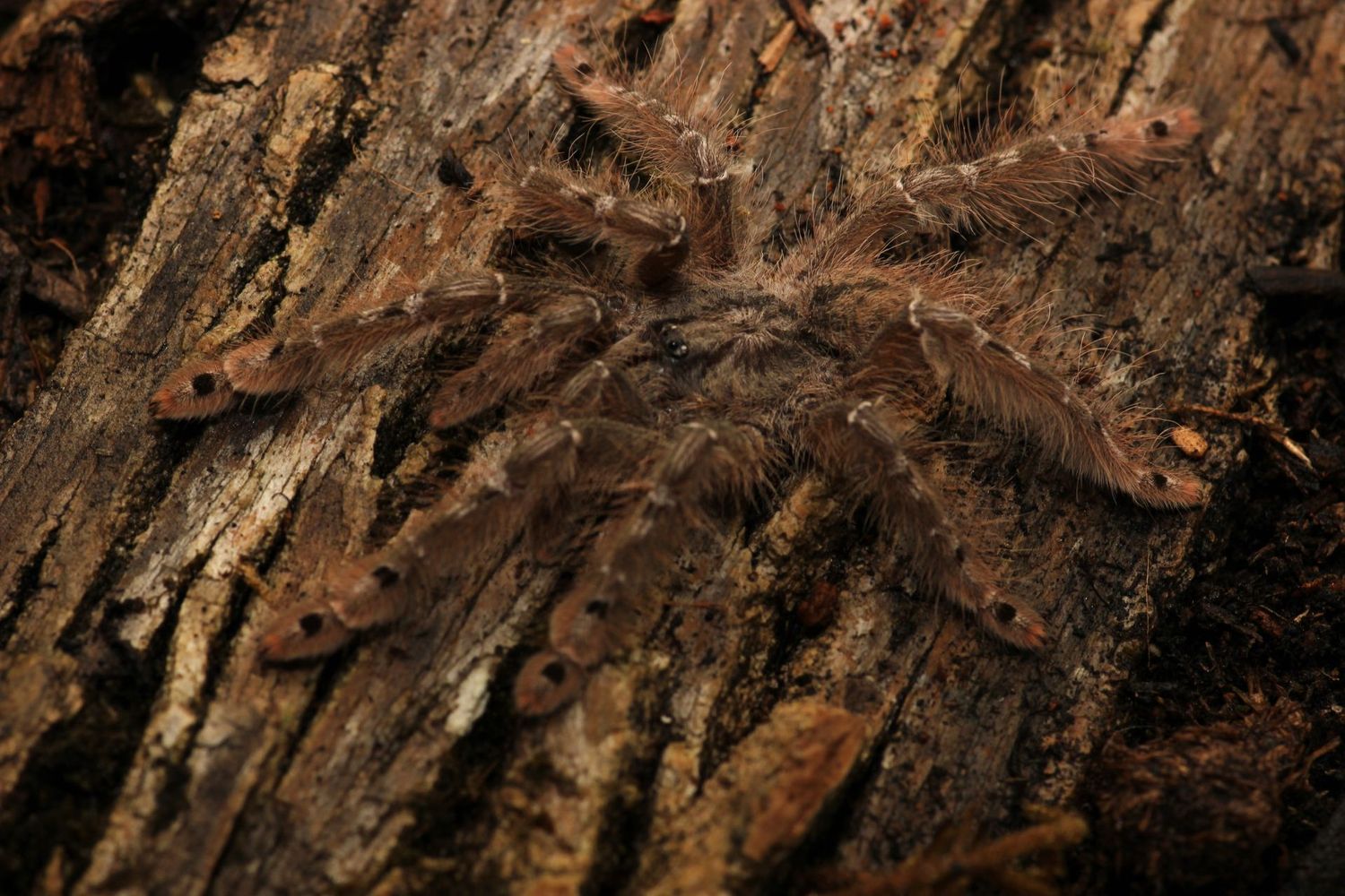 Heteroscodra maculata 1/2" Togo starburst