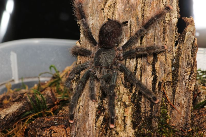 Avicularia avicularia 1/2" Guyana pink toe