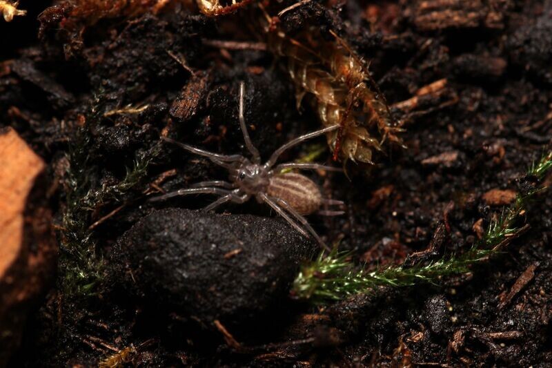 Linothele megatheliods 3/4" Columbian blue funnel web