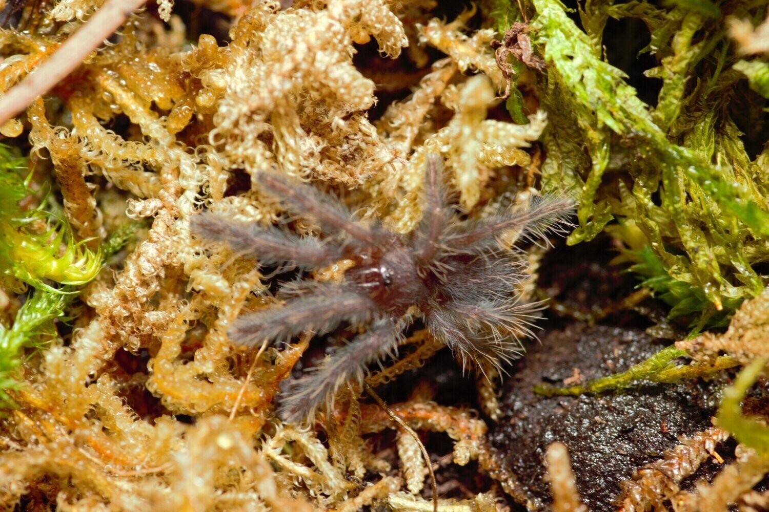 Phormingochilus sp 'Hati Hati' 3/4" Borneo purple earth tiger