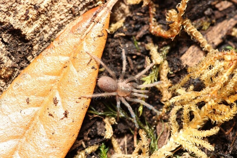 Holothele longipes 1/2" Trinidad pink