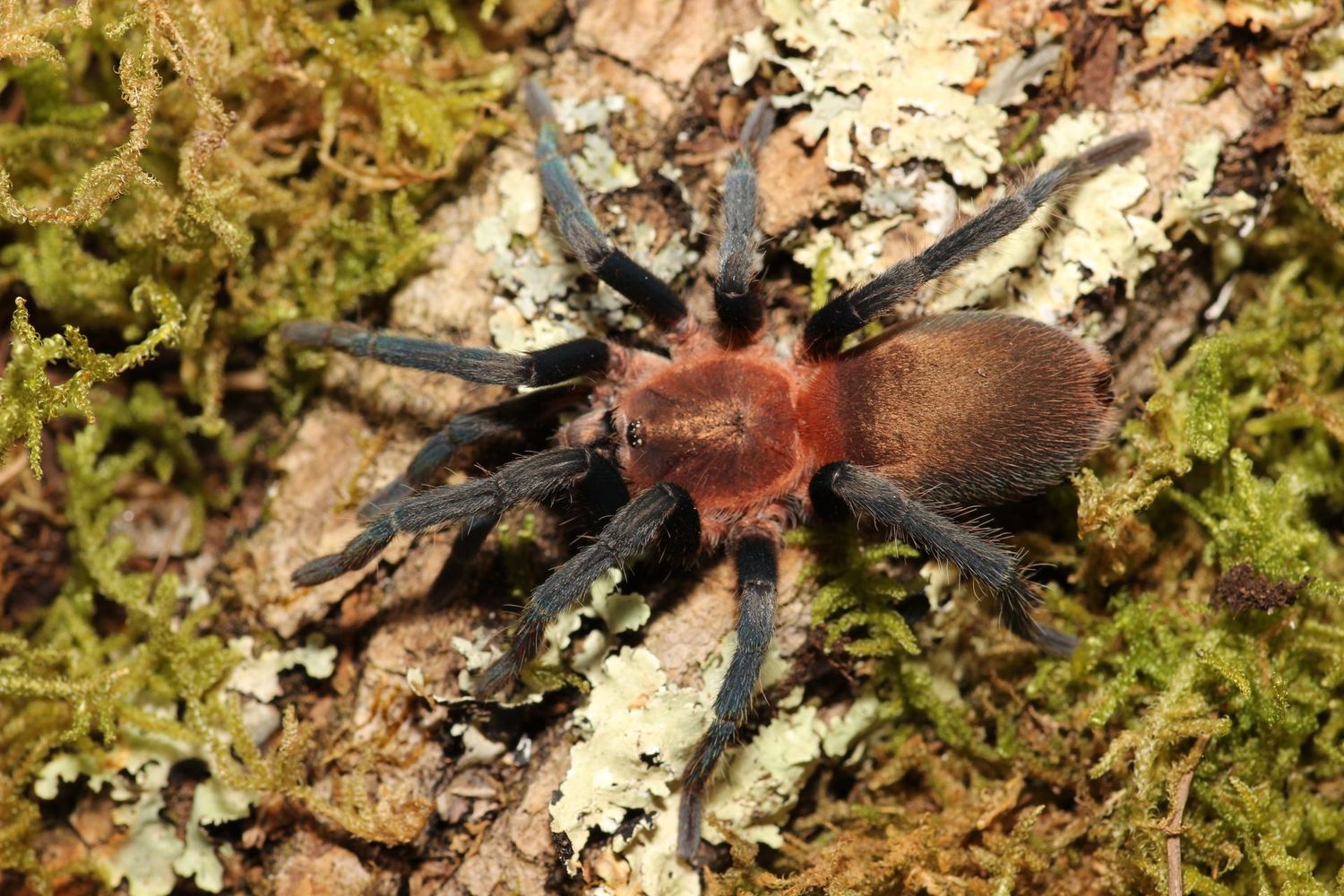 Holothele longipes 1/2" Trinidad pink