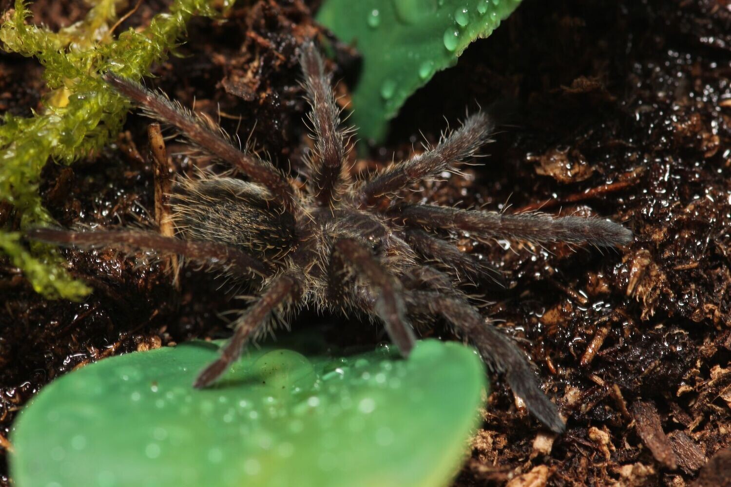 Ceratogyrus marshalli 1/2" Straight horned baboon