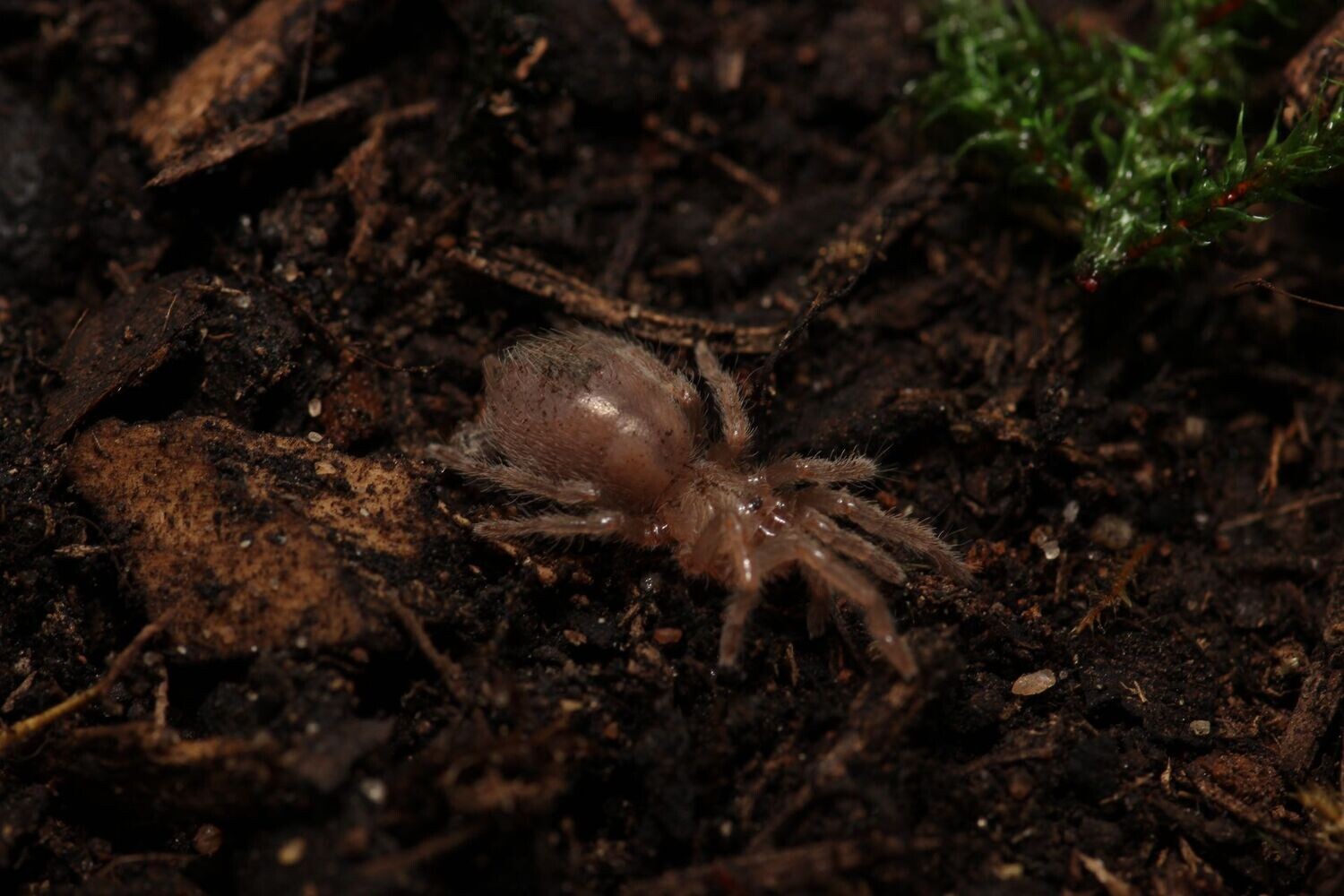Crassicrus tochtil 1/2" Los Tuxtlas Cinnamon