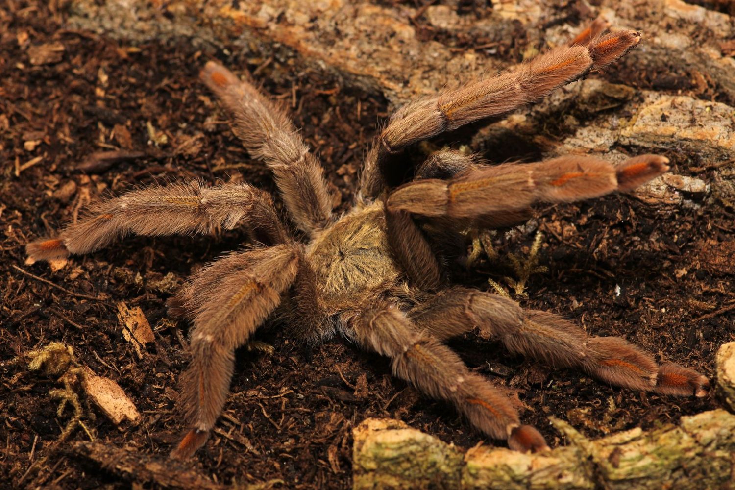 Psalmopoeus cambridgei 1/2" Trinidad chevron