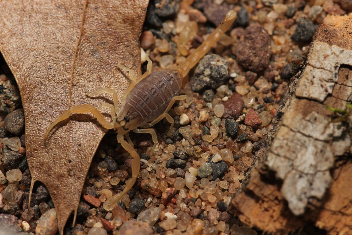 Hottentotta flavidulus 3-4i Pakistan red