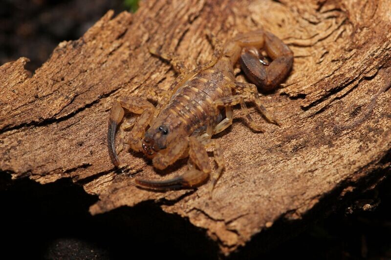 Tityus smithi 4-5i Antilles thicktail