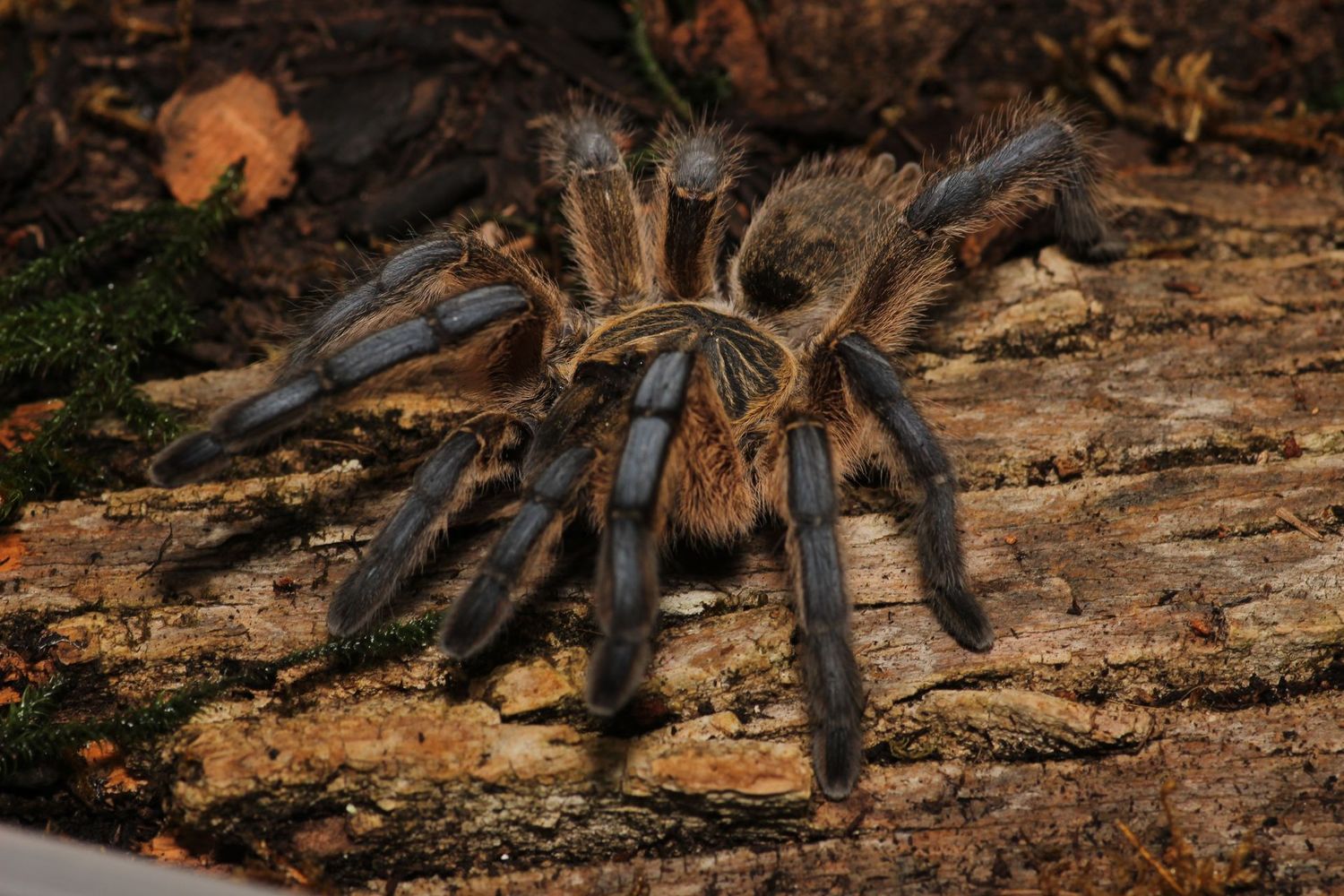 Harpactira pulchripes 3/4" Golden blue leg baboon