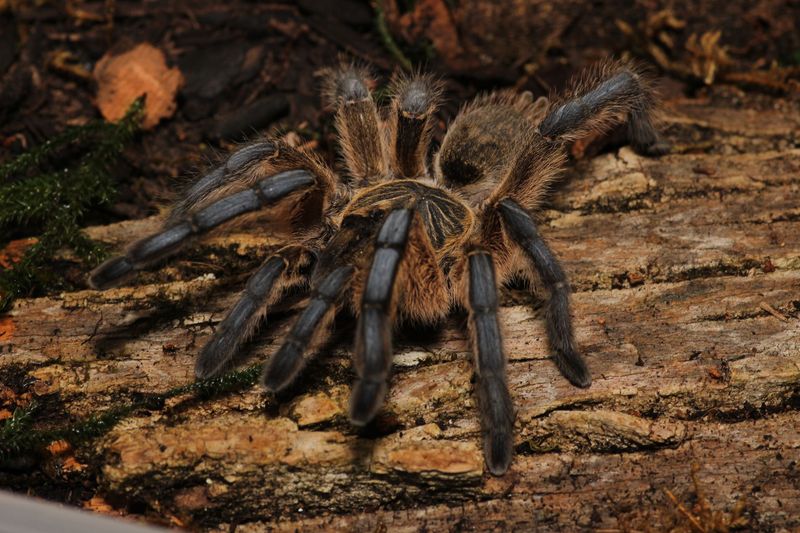 Harpactira pulchripes 3/4" Golden blue leg baboon