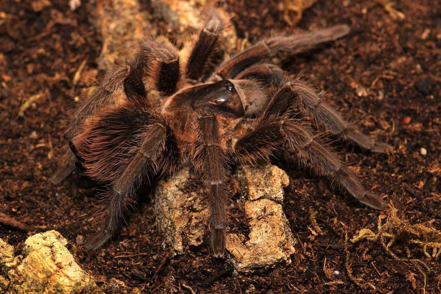 Phormictopus atrichomatus 3/4" Red island bird eater
