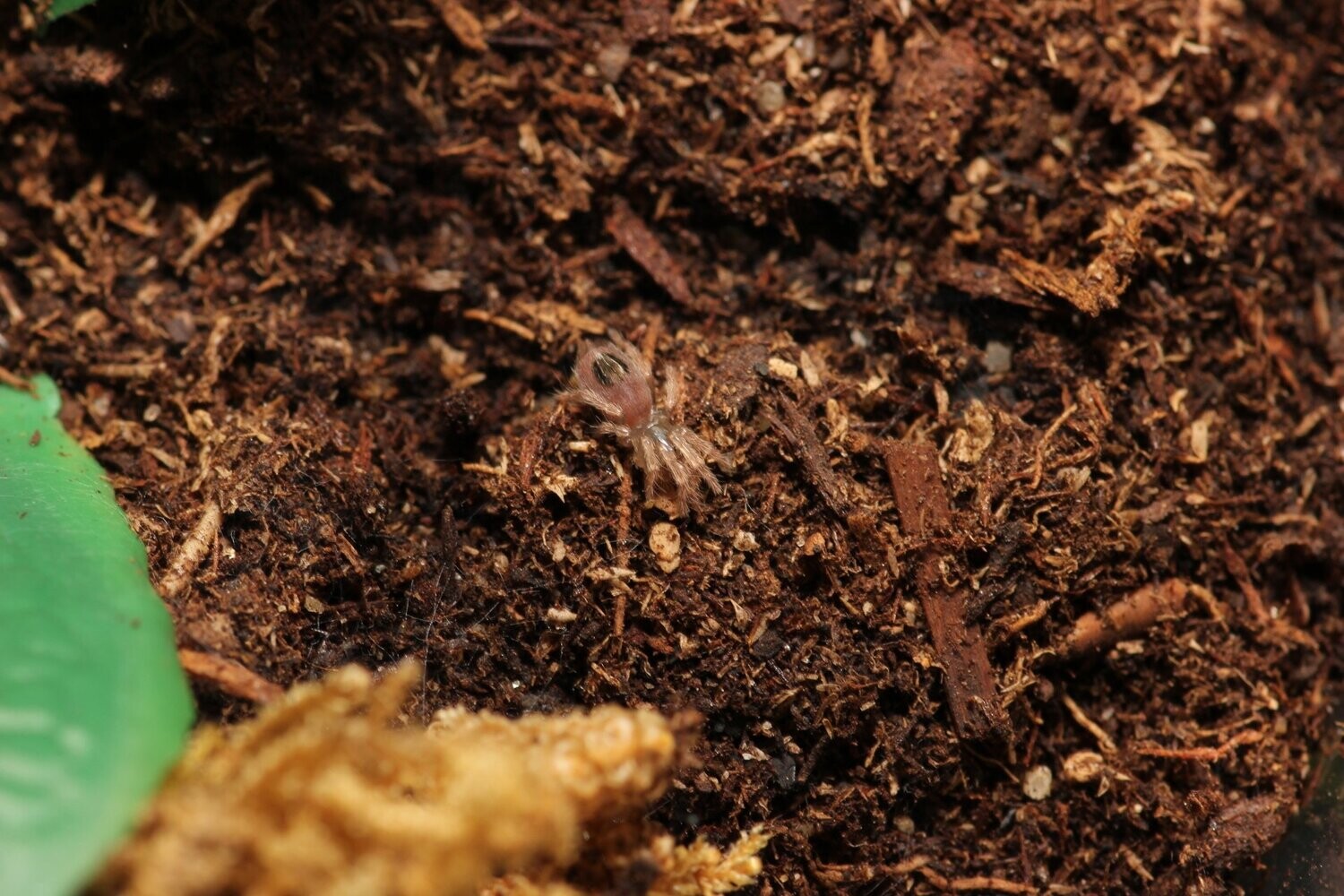 Kochiana brunnipes 1/8" Brazilian dwarf pink leg