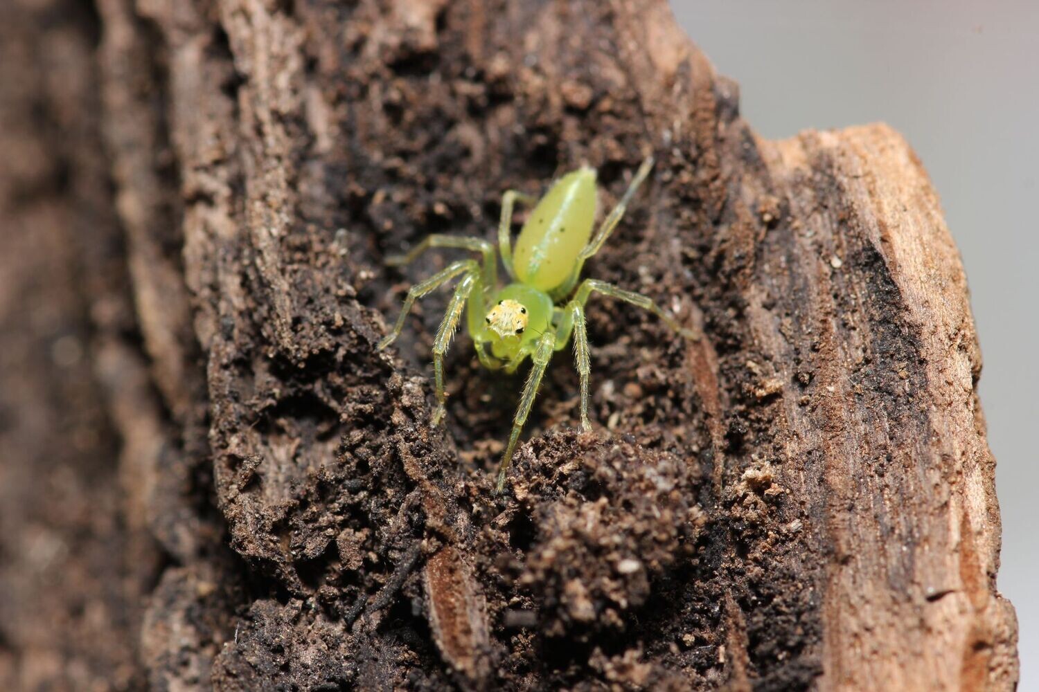 Lyssomanes viridis 1/4" Magnolia green jumping spider
