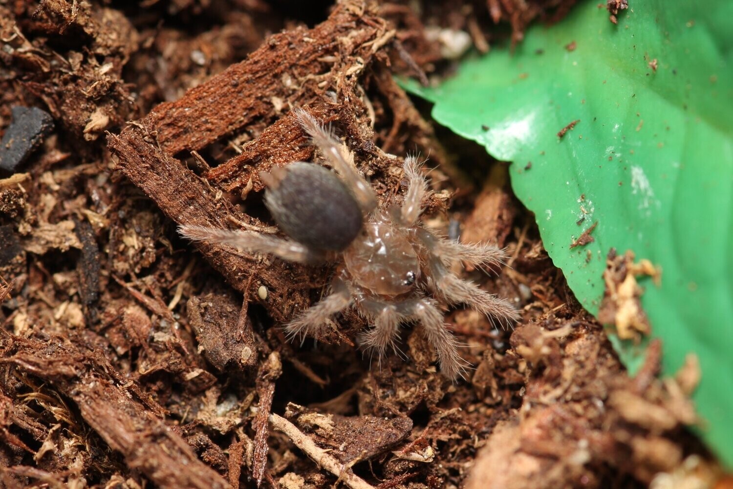 Davus pentaloris 1/4" Guatemalan tiger rump