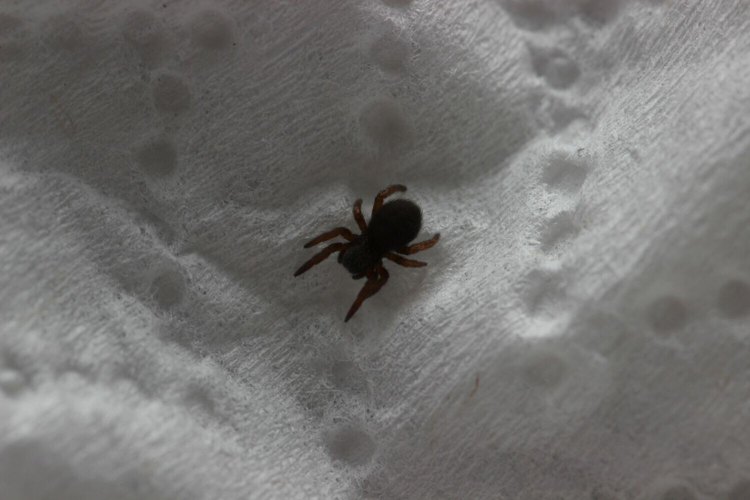 Eresus ilustris 1/8" Ladybird/velvet spider