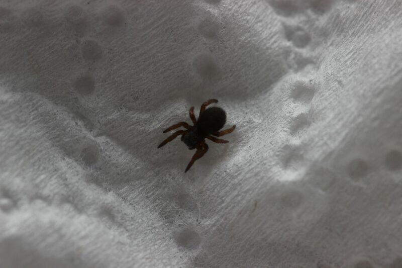 Eresus ilustris 1/8" Ladybird/velvet spider