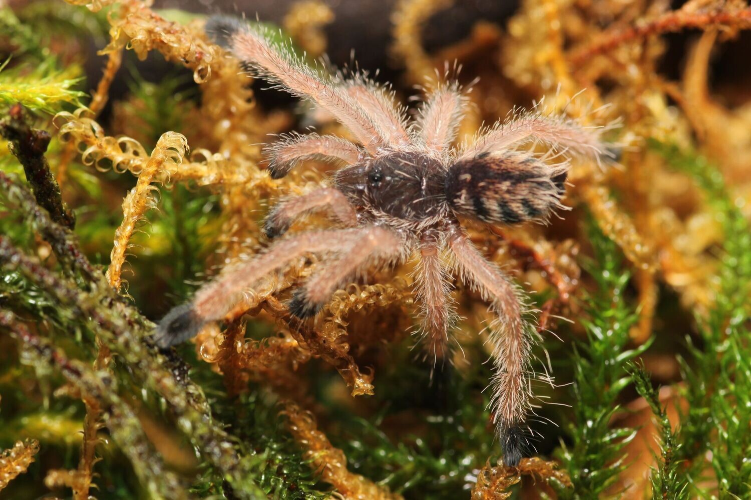 Avicularia juruensis M2 1/2" Peru purple pink toe