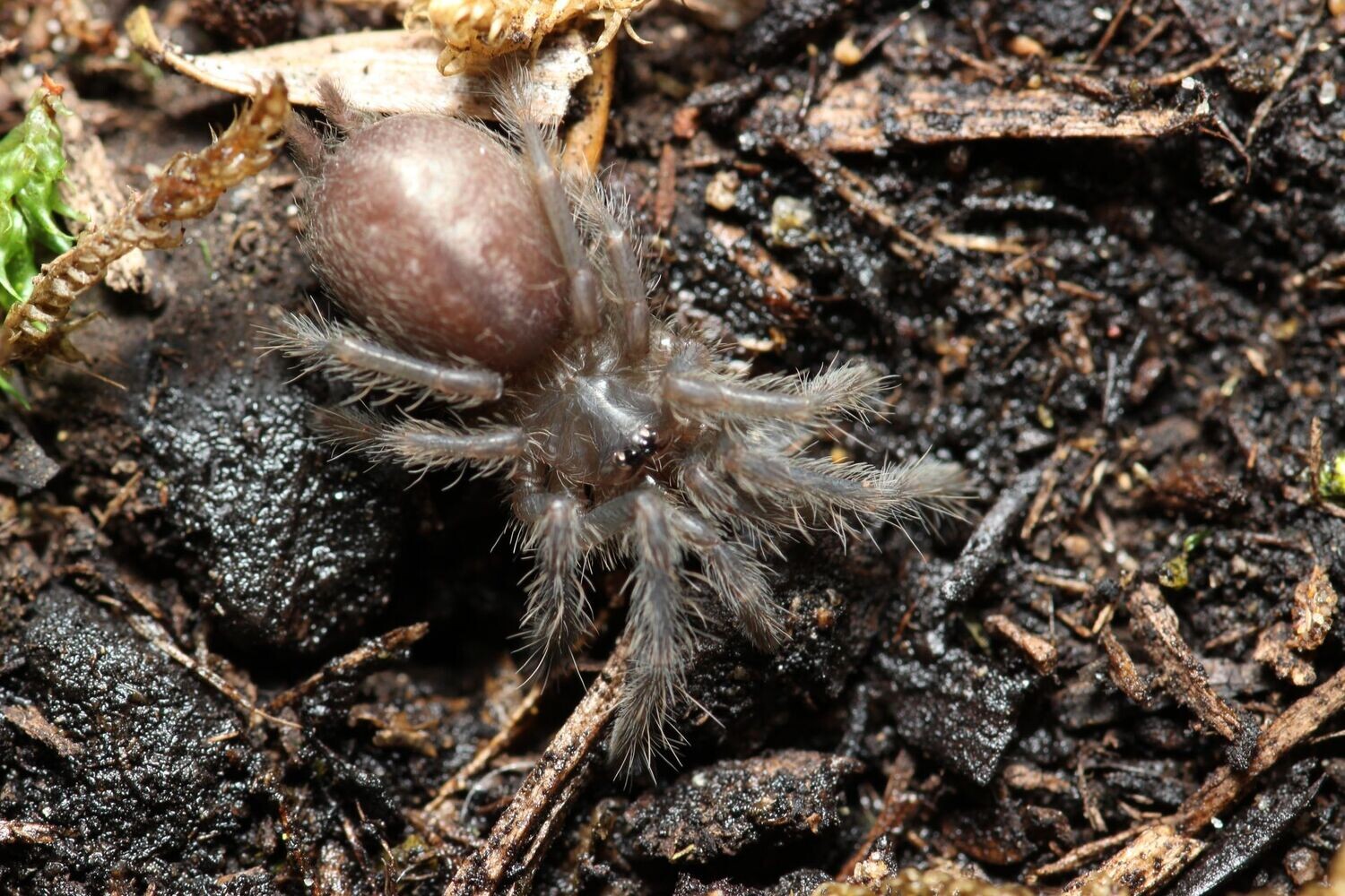 Chilobrachys natanicharum 3/4" Ex: sp electric blue
