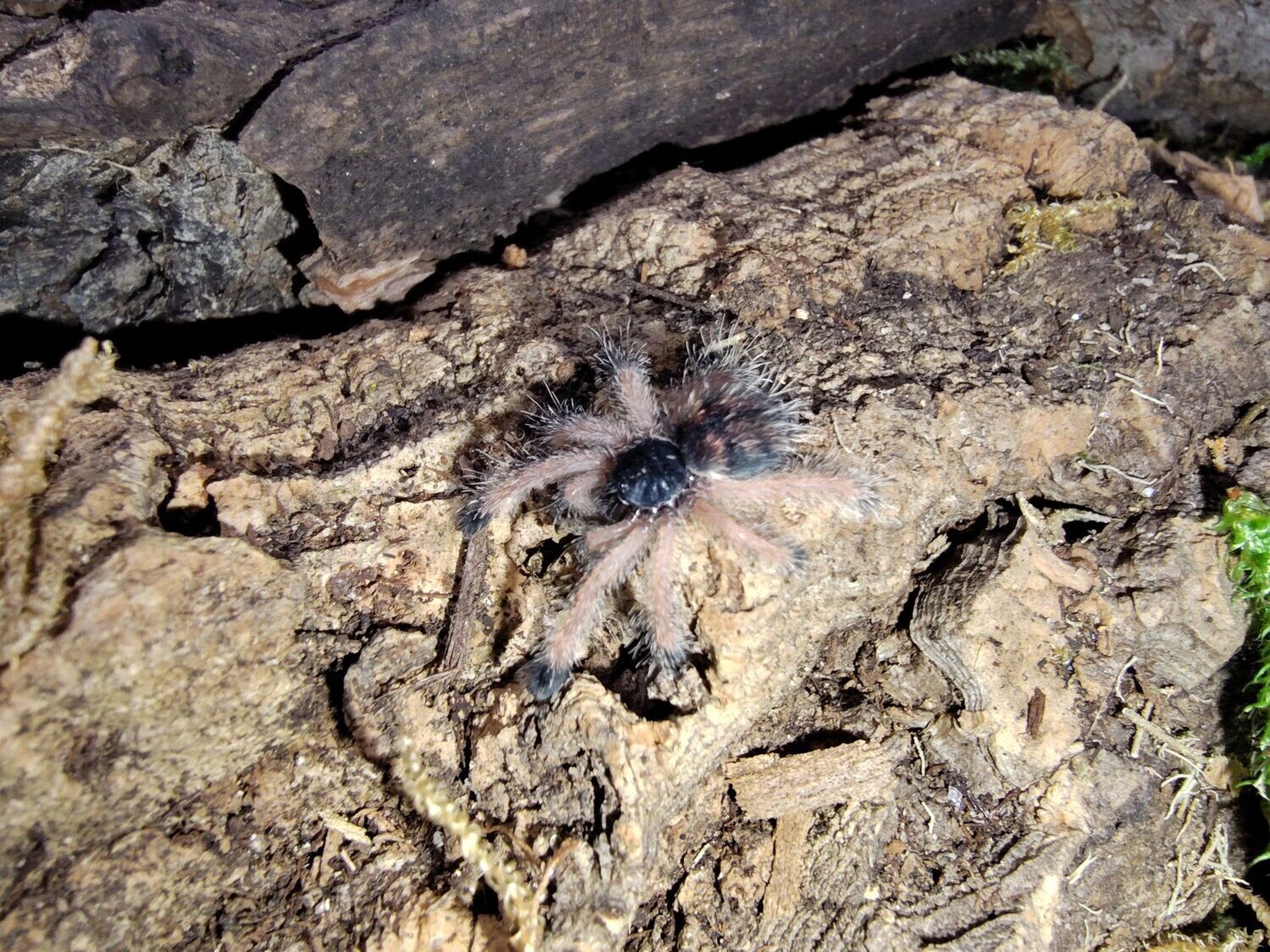 Avicularia avicularia M6 3/4" Metallic pink toe