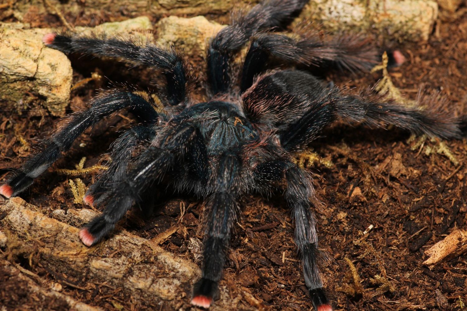 Avicularia avicularia M6 3/4" Metallic pink toe