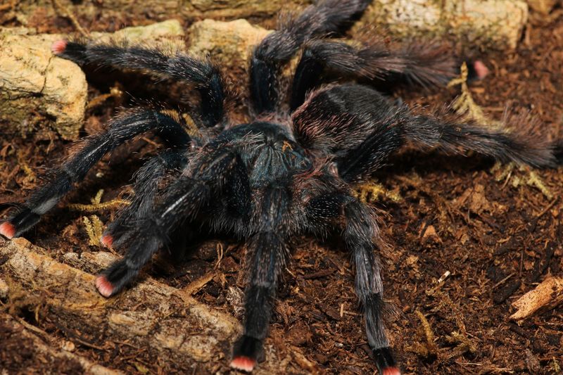 Avicularia avicularia M6 3/4" Metallic pink toe