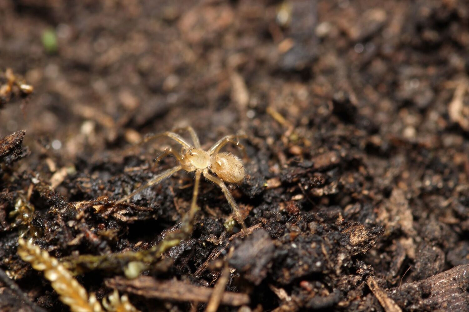 Loxosceles arizonica 1/4" Arizona recluse